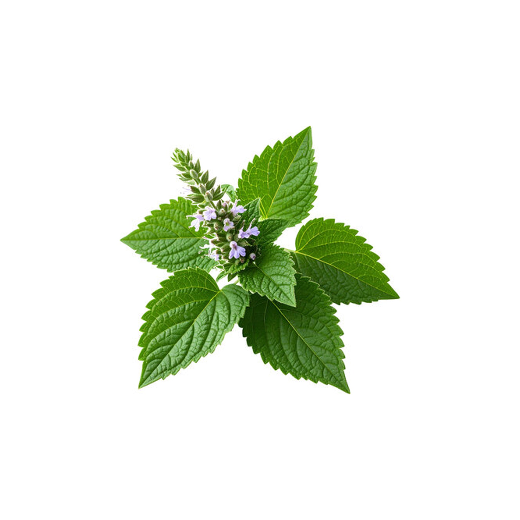 HERBATY ESSENTIAL OIL - PATCHOULI