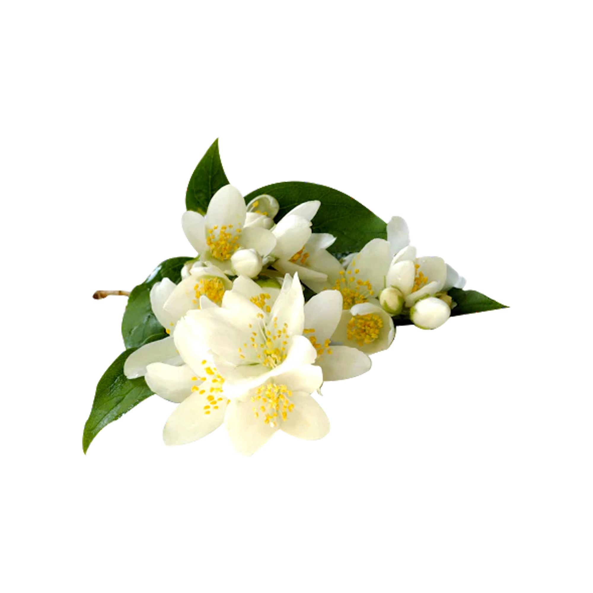 HERBATY ESSENTIAL OIL - WHITE MUSK