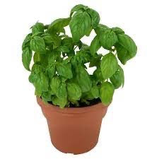 Biomass Organic Fresh Basil Leaves